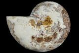 Sliced, Agatized Ammonite Fossil (half) - Jurassic #110755-1
